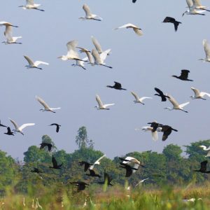 Công tác kiểm kê, khảo sát vườn chim Vạc tại xã Tân Mỹ, huyện Trà Ôn, tỉnh Vĩnh Long