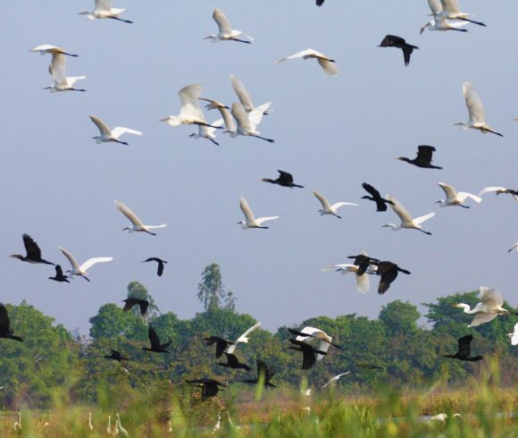 Inventory and survey of Vac bird garden in Tan My commune, Tra On district, Vinh Long province